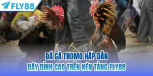 đá gà thomo