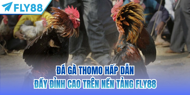 đá gà thomo