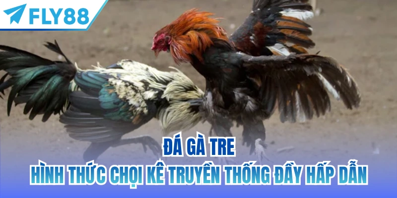 đá gà tre